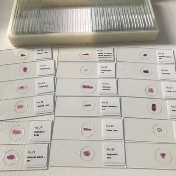 50pcs Amestecat Histologie Diapozitive Set Histologie Pregătit lame de Microscop Set