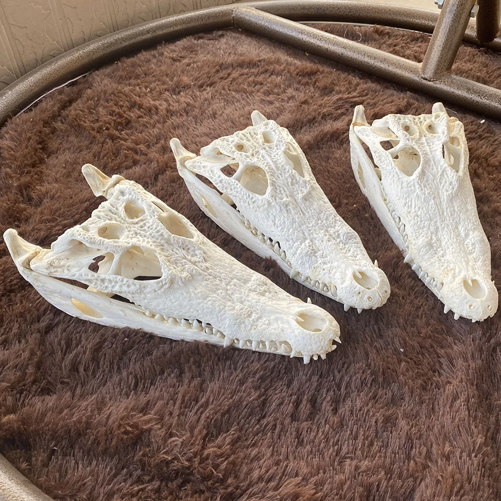 1buc Reale Crocodylus siamensis Crocodil Siamez Craniu Taxidermie 30-35CM/12-14